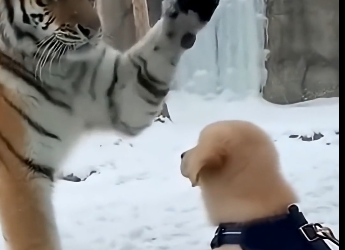 G2005011_Tiny Puppy Falls Into Tiger Enclosure… What Happens Next Is Unbelievable  (Part 2)