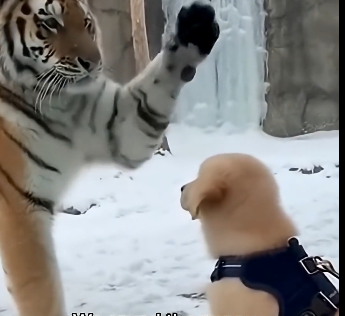 G2005011_Tiny Puppy Falls Into Tiger Enclosure… What Happens Next Is Unbelievable  (Part 2)