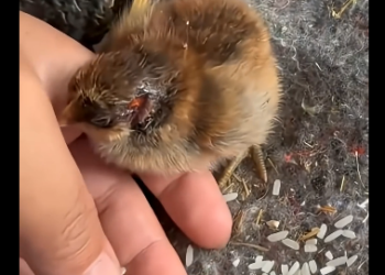 C2605001_Chick Hated by Mom, Owner Becomes Mom!  (Part 2)
