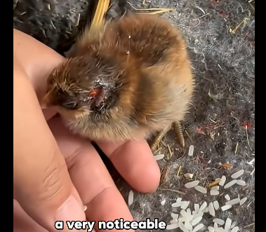 C2605001_Chick Hated by Mom, Owner Becomes Mom!  (Part 2)