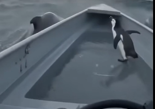 W2505007_I was out on the ice when I saw a baby…  (Part 2)