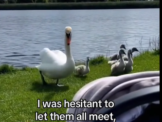 X2505006_My kid grew up with  a swan (Part 2)