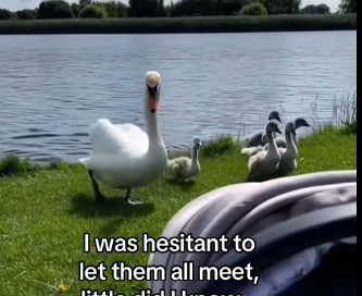 X2505006_My kid grew up with  a swan (Part 2)