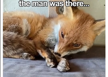 V2705003_do you think animals are sentient？ (Part 2)