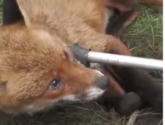 V2705005_fox thanks man after being rescued  (Part 2)