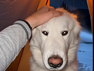 E2605005_I Thought I Was Done Until A Husky Appeared…  (Part 2)