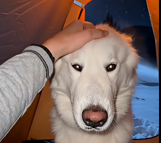 E2605005_I Thought I Was Done Until A Husky Appeared…  (Part 2)