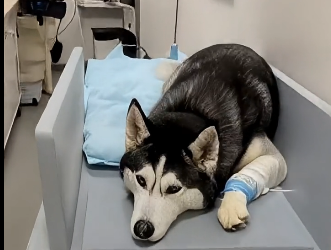 E2605008_� My Husky Took the Attack Instead of Me (Part 2)