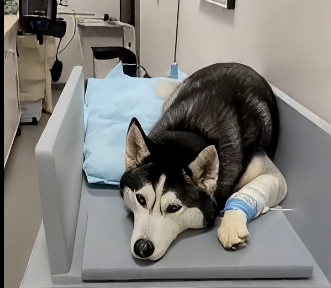 E2605008_� My Husky Took the Attack Instead of Me (Part 2)