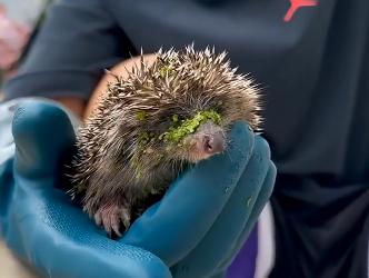 U2605010_One day, I inadvertently saved adrowning hedgehog, and in doing so,saved five small lives (Part 2)