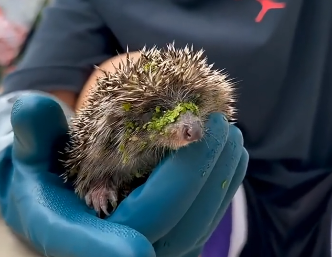 U2605010_One day, I inadvertently saved adrowning hedgehog, and in doing so,saved five small lives (Part 2)