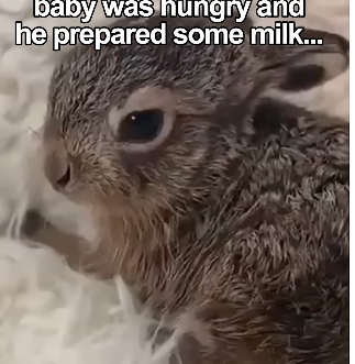 L2505010_would you keep a flemish giant rabbit? (Part 2)