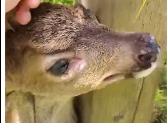 L2505012 would you rescue a baby deer？ (Part 2)