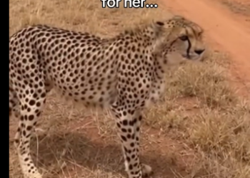 L2705001_A cheetah came to us asking something and then…  (Part 2)