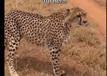 L2705001_A cheetah came to us asking something and then…  (Part 2)