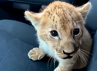 L2705004_A small lion cub was being pulled off by a pack of hyenas…  (Part 2)