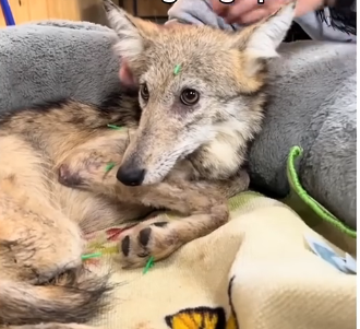 L1705001_We have a wild pet now 🥹😭 (Part 2)
