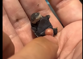 R2705002_Strange Egg Hatches Adorable Baby Turtle_ (Part 2)