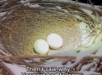 C2005004_A Bald Eagle Begged at My Door in a Blizzard… Then I Saved Her Eggs (Part 2)