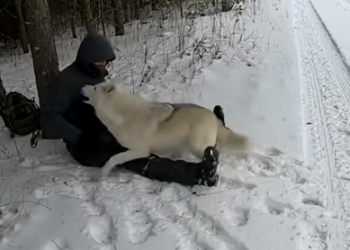 L1305005_A bear attacked me in the snow A wolf drove it away  (Part 2)