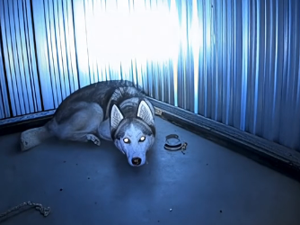 E2605012_She Locked Her Husky in an Underground Garage…  (Part 2)