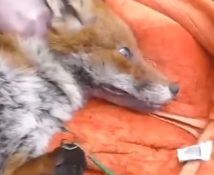 V2705005_fox thanks man after being rescued  (Part 2)