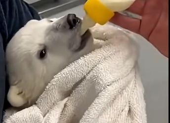 L2705005_A polar bear cried on the antarctic…  (Part 2)