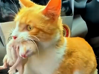 L2705009_While he was resting on his car, a cat suddenly jumped in and then…