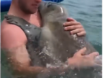 V2705010_RESCUED BABY SEAL visits man’s family thanking him. (Part 2)