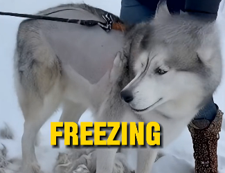 E3031002_She Shaved Her Husky in the Snow… – Emergency Rescue 🚑  (FULL)