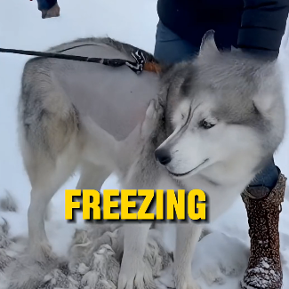 E3031002_She Shaved Her Husky in the Snow… – Emergency Rescue 🚑  (FULL)