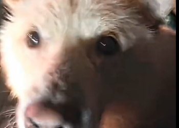 C2805002_I found a small dog tied to a stone pillar in the heavy rain (Part 2)