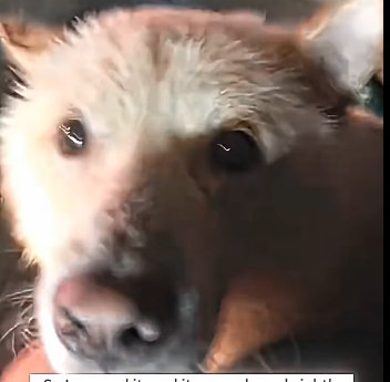 C2805002_I found a small dog tied to a stone pillar in the heavy rain (Part 2)