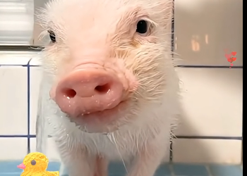 U2905004_I adopted a little pig, loved and raised it, and then this happened..  (Part 2)
