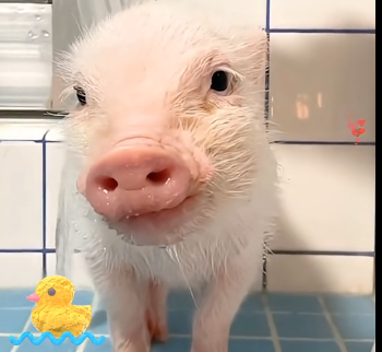 U2905004_I adopted a little pig, loved and raised it, and then this happened..  (Part 2)