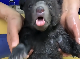 L2905001_The mother bear trusted me with her cub, and I promise to take good care of it (Part 2)