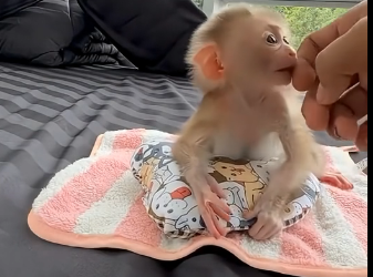 L2905002_Abandoned by its mother, the poor frightened baby monkey hid inside a tiny cup (Part 2)