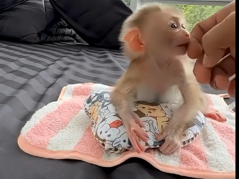 L2905002_Abandoned by its mother, the poor frightened baby monkey hid inside a tiny cup (Part 2)