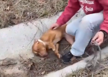 U0205012_We found a little dog in the ditch on the side of the road (Part 2)