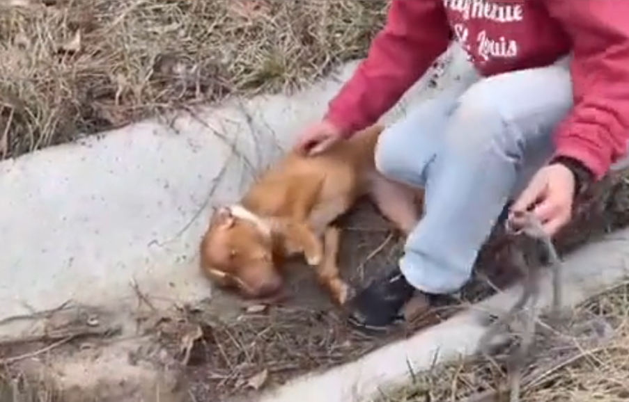 U0205012_We found a little dog in the ditch on the side of the road (Part 2)