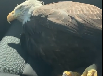 E1605004_My dog saved a bald eagle!  (Part 2)