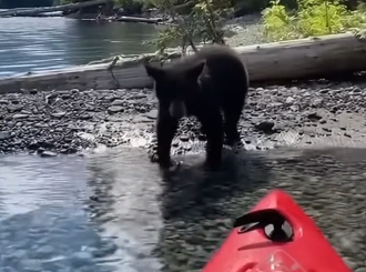 E1605005_How we saved a bear cub  (Part 2)