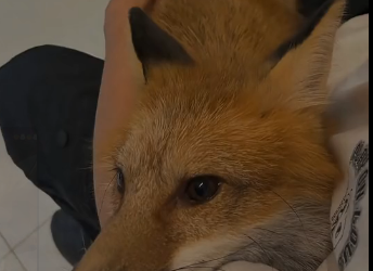 U2905009_My God! My friend’s dog brought home a fox from outside (Part 2)