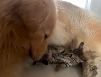 U2905011_A kind girl saved the kitten, and hergolden retriever became the kitten’sfriend (Part 2)