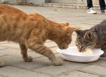 U3105003_He loved them but couldn’t afford more – worker struggles to feed cat family, so we step in (Part 2)