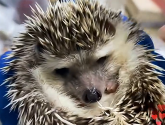 U2905007_I unexpectedly saved a hedgehog that had falleninto the water, thus saving five small lives.. (Part 2)