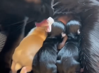 E1605009_Our cat adopted a baby rabbit ❤️  (Part 2)