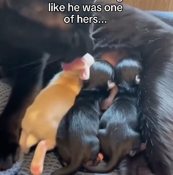 E1605009_Our cat adopted a baby rabbit ❤️  (Part 2)