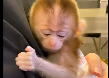 L2905009_I found a helpless little monkey lying in a puddle of water. (Part 2)
