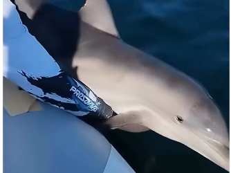 V1505002 This dolphin needed help!  (Part 2)